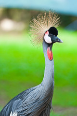 Fototapeta premium Grey Crowned Crane (Balearica regulorum)