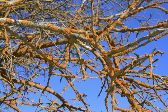 plantas de la sierra del Segura