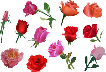 set of twelve rose flowers isolated on white