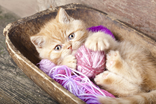 Exotic kitten playing with a ball of wool