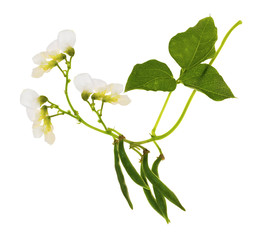 young haricot pods and white flowers