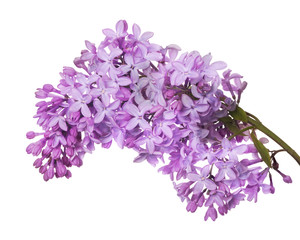 lush lilac flower branch on white