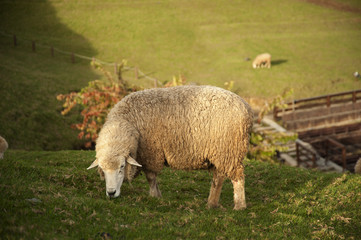Sheep