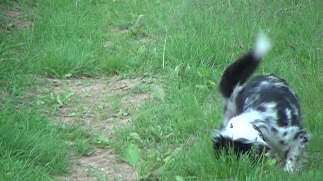Running dog catching frisbee in Slow Motion