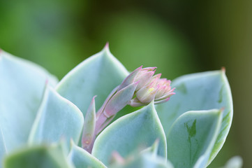 sedum 60
