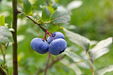 Bog bilberry (Vaccinium uliginosum).