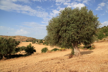 Ulivo