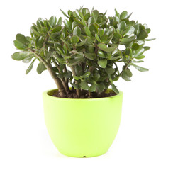 Crassula avec pot en céramique vert clair