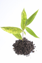 young plant in white