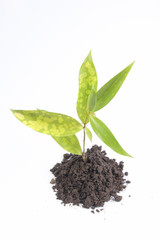 small plant