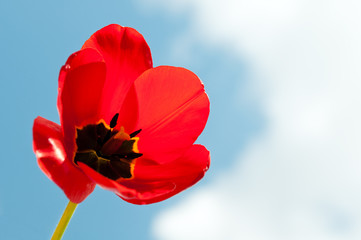 Obraz premium flower on blue sky