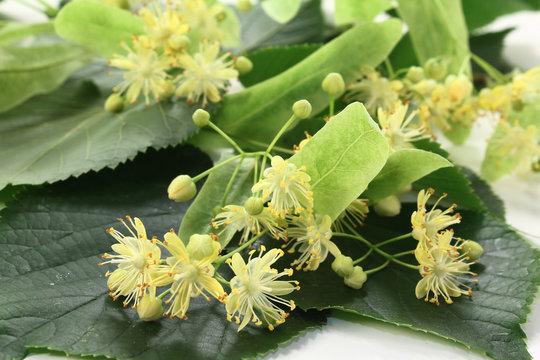 Lindenbl&uuml;ten