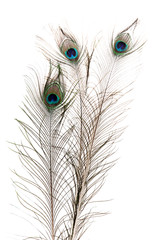 Obraz premium Peacock Feathers on white background