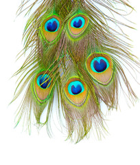 Naklejka premium Peacock feathers on white background close-up