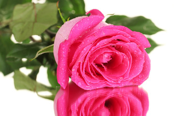 beautiful pink rose on white background close-up