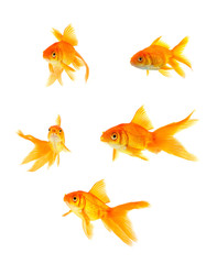 Fototapeta premium Goldfish