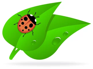 Poster Lieveheersbeestje op groen blad © rodakm