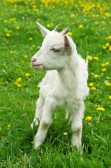 little white goat
