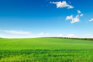 Plexiglas foto achterwand pittoresk groen veld © alinamd