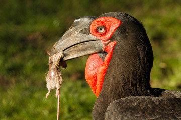 southern ground hornbill with prey