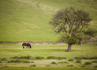 spring landscape with horse tree and green grass in morning