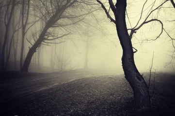 Deurstickers old looking photo of a path through a forest with fog at morning © andreiuc88