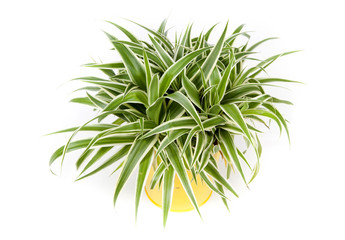 Fototapeta premium Carex morrowi ice avec pot jaune