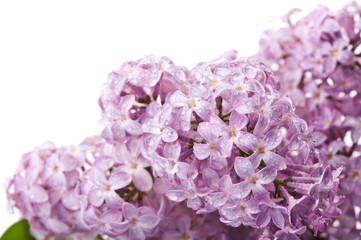 closeup of flowers