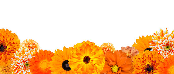 Auswahl verschiedener orangefarbener Blumen in der unteren Reihe isoliert
