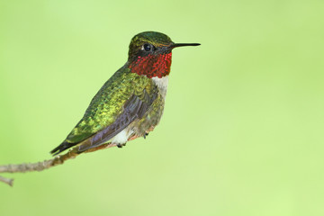 Fototapeta premium Ruby-throated Hummingbird (Archilochus colubris)