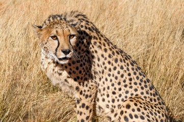 Gepard_2