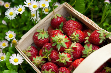 fresh strawberry in basket