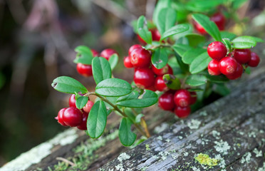 Lingonberry shrub with berries closeup
