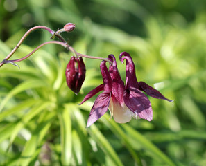 Цветок Аквилегии