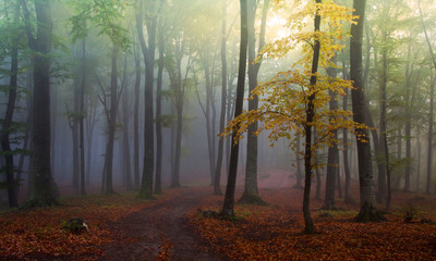 Green forest with fog during autumn