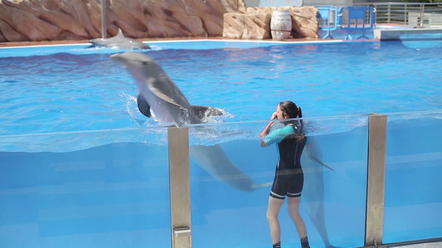 Dolphins show in Marineland, Palma de Mallorca, Spain