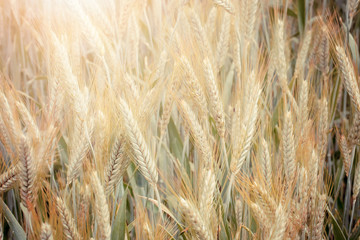 Wheat