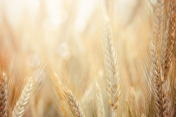 Wheat © sabino.parente