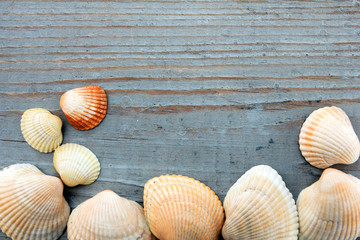 Shells and marine rope on a wooden board