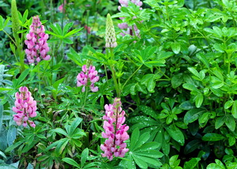 lupins