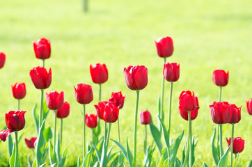 Garden with tulip flowers in summer