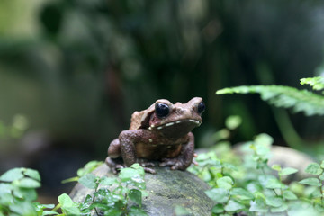Froschportrait
