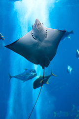 Obraz premium Manta ray floating underwater