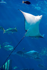 Manta ray floating underwater