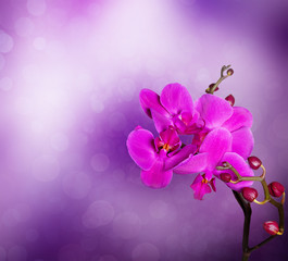 orchid flower with natural background