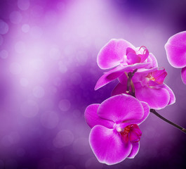 Naklejka na ściany i meble orchid kwiat z naturalnego tła