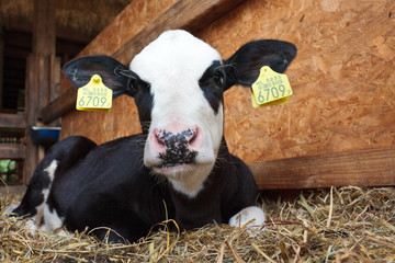 Young black and white calf in stable