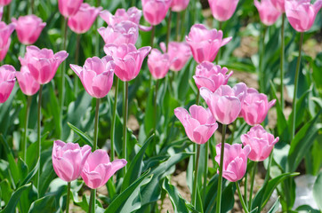Garden with tulip flowers in summer
