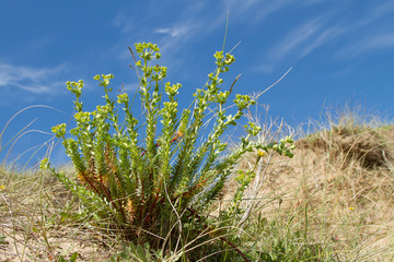 Sea spurge.