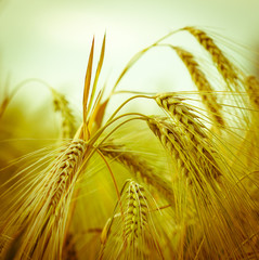 Barley - rye - oat